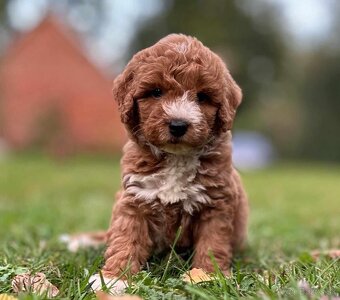 Maltipoo Cavapoo GoldenDoodle - 9