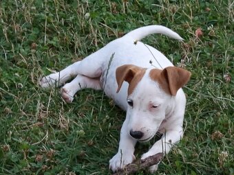 Jack russel teriér - 9