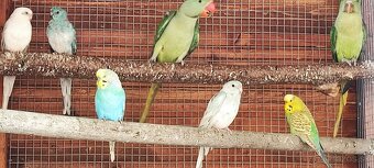 Kakarik - 9