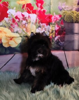 Yorkshire terrier - 9