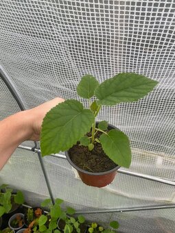 Paulownia Tomentosa rýchlorastúci strom - 9