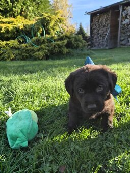 Šteniatka labrador a hnedá suka IHNEĎ - 9
