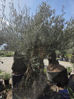 ‼️Akcia‼️ Olivovníky Bonsai - 9