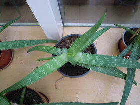 Aloe vera - rastlina v kvetináči, zemina s mykorízou - 9