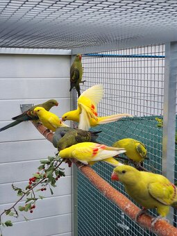 Kakadu ruzovy lutino,horsky/lutino - 9