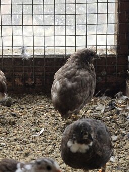 Čínska prepelica - 9