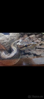 Python regius (Pytón Kráľovský) párik + tera - 9