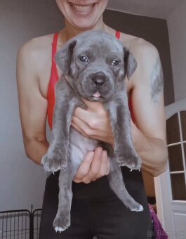 Cane Corso štěňátka s PP - narozená 23.9.2025 - 9