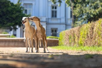 Šteniatka Vipet / Whippet - 9