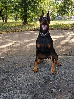 Prijmem rezervácie  na steniatka doberman - 9