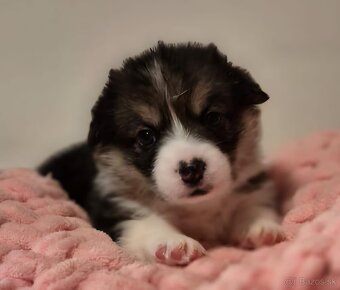 Welsh corgi pembroke - 9
