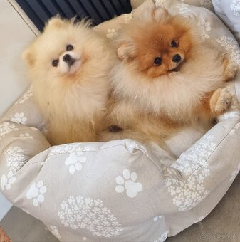 Pomeranian mini - 9