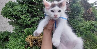 Mainska myvalia, Mainne coon,Mco - 9
