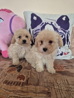 Maltipoo - 9