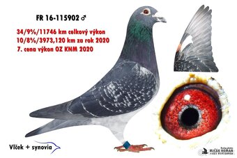 Poštove holuby - 9