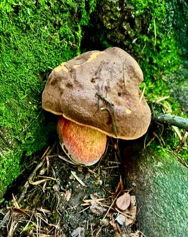 Sušené hríby ( dubáky, modráky, suchohríby ) - 9