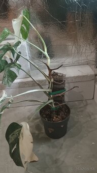 Monstera albo a aurea - 9