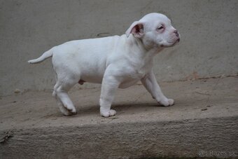 American bully pocket/ standatd - 9