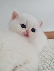 Britské point mačiatka s modrými očami - 9