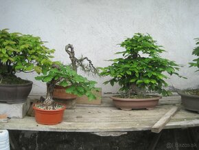 bonsai,bonsaj-hrab 10 - 9