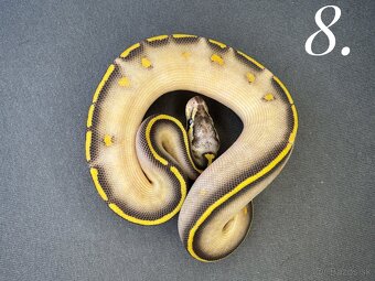 Predám nádherne mladata Python Regius 2024 - 9