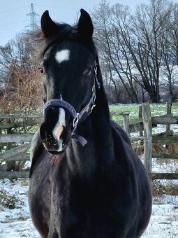 appaloosa žrebček - 9