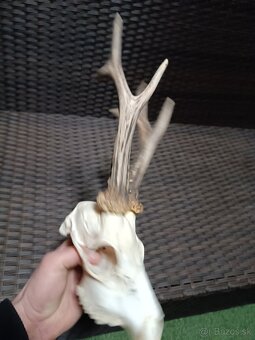 Parohy, zhody, trofeje, srnce - 9