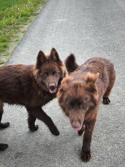 Nemecký ovčiak bez PP šteniatka - 9