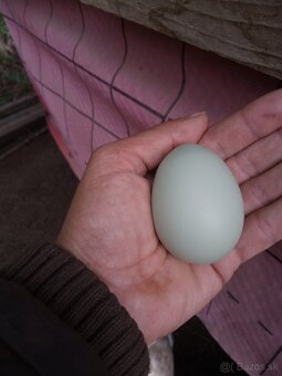 NV zelené green shell - 9