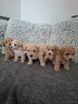 Maltipoo - 9