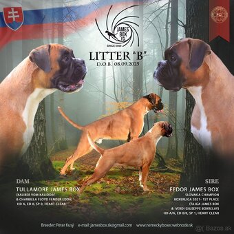 Nemecký boxer- psík s PP - 9