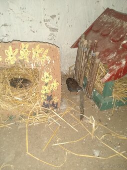 Predám prepelice činske - 9