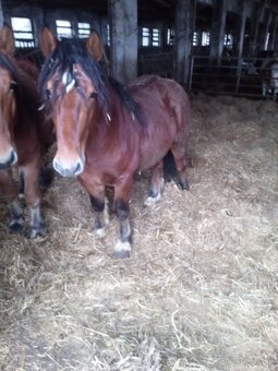 Predám 7 ťažnych zrebcov - 9