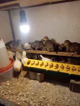 Leghorn, Vlaška jarabičia - 9