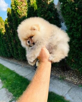 Pomeranian Boo - 9