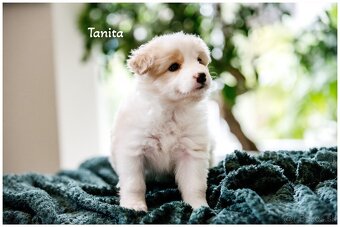 Border Collie Border Kolia s PP FCI barva ee red - 9