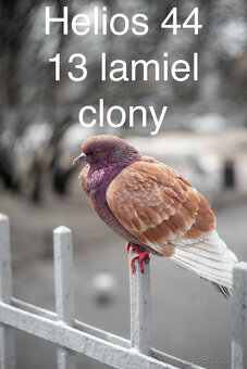 Helios 44 2/58 mm 13 lamiel clony - 9