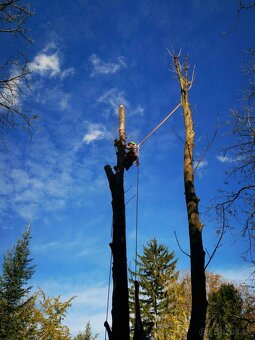 Výrub a orez stromov, arboristické práce - 9