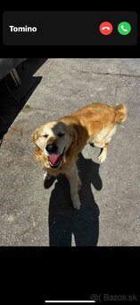 Zlatý Retriever - 9