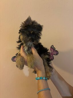 Yorkshirsky terier, yorkshirsky terier mini, biewer - 9