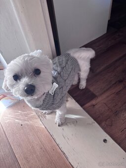 Maltézsky psík - 9