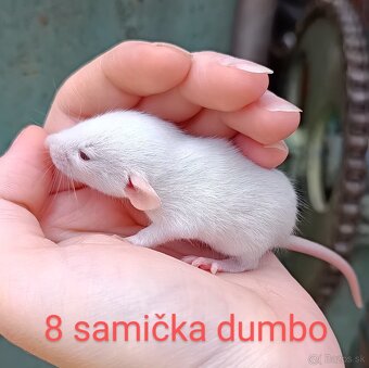❤ Exkluzívne dumbo, velveteen, rex potkaníky - 9