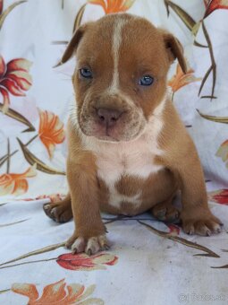 American Bully - 9