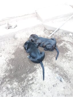 Cane Corso - 9