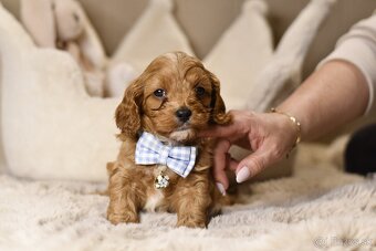 Cavapoo F1 psík hľadá milujúci domov - 9