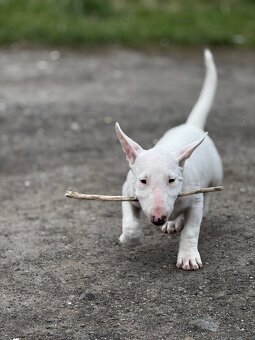 Miniatúrny Bulterier , bullterrier s pp - 9
