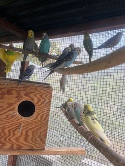 Andulky z volieri - 9