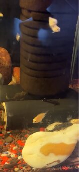 Predám mladé rybičky - 9