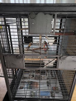 Žako papagáj šedý - 9