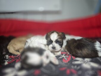 Shi-tzu - 9